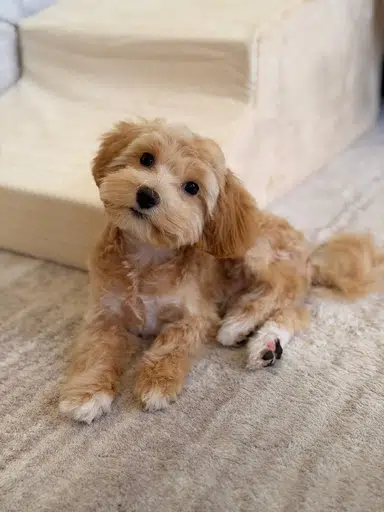 KIMI