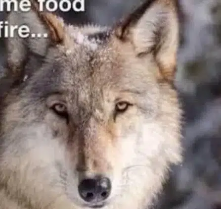WOLFDOG