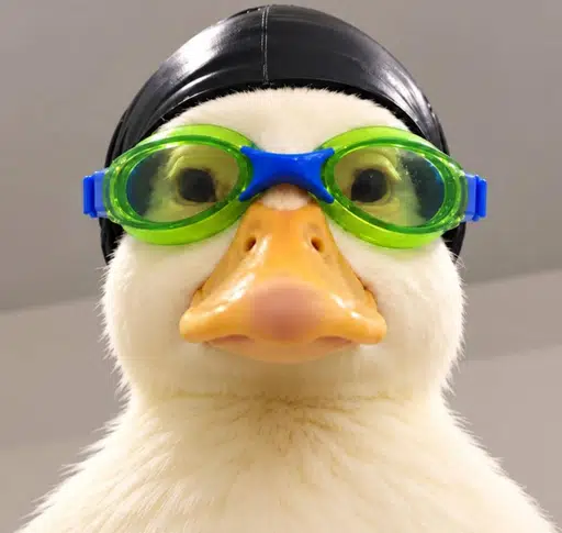 Nasduck