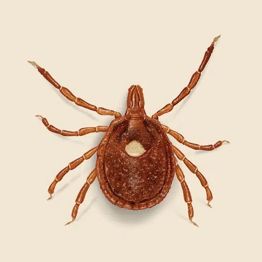 TICK