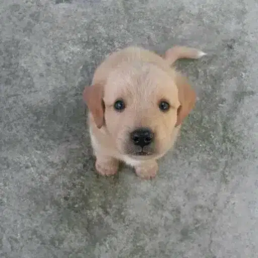 Jerry