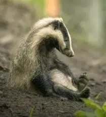 badger