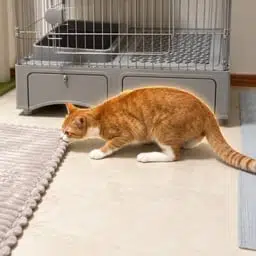 Nyan-tama