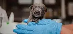 Puppies