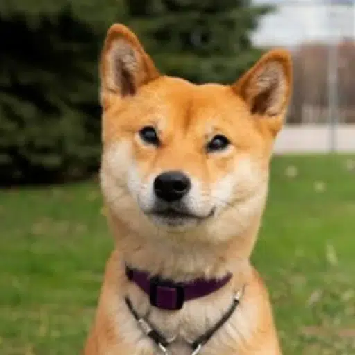 SI