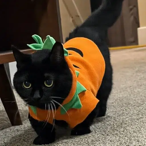 PUMPKAT