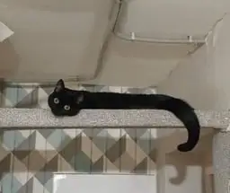 Wormcat
