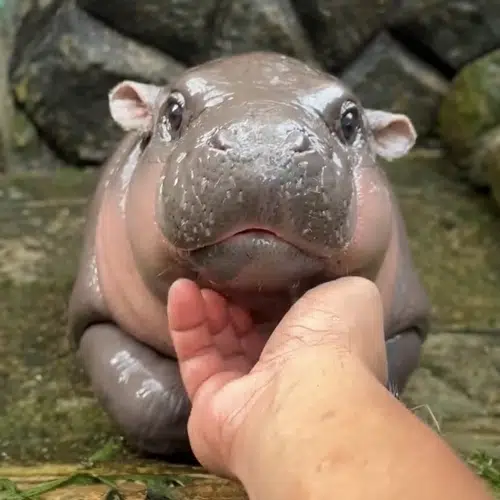 Pig