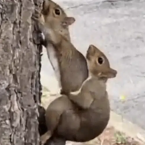 NUT