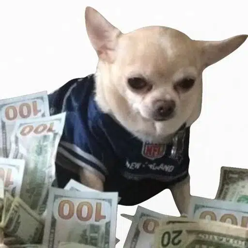 cashdog