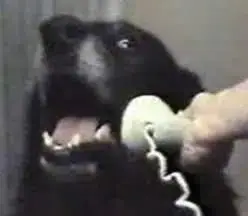 CALLDOG