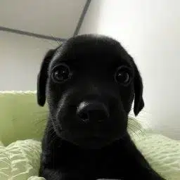 NIGGY