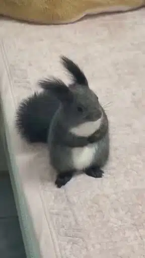 pikanut