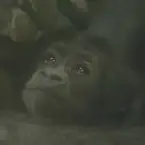 Santarou
