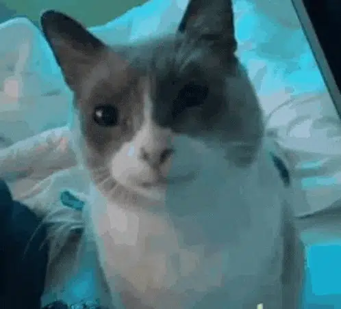 GULPCAT