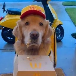 Ddog