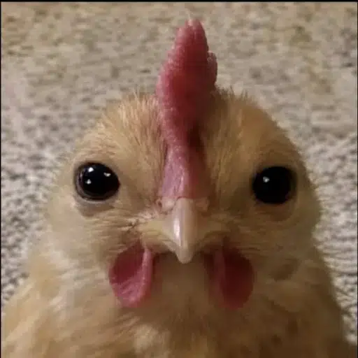 chicken