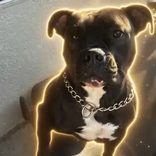 Stormi