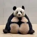 福凤