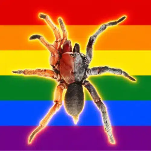 Transpider