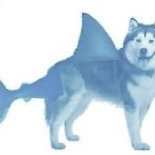 Sharkdog