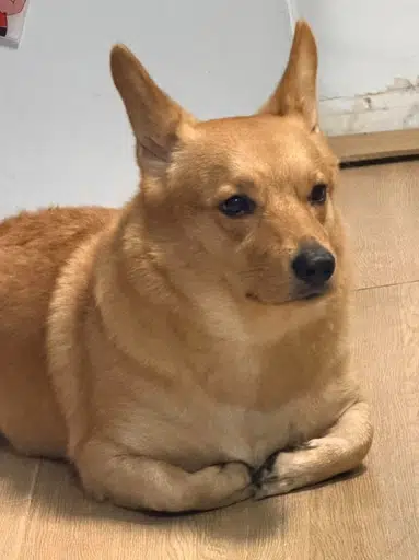 Jdog