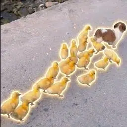Shepherd