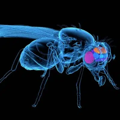 FLY