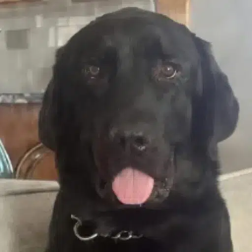 HANK