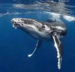 WHALES