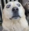 Rufus