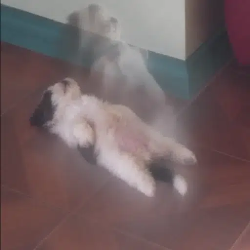Paningning
