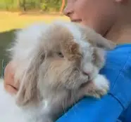 BISCUIT