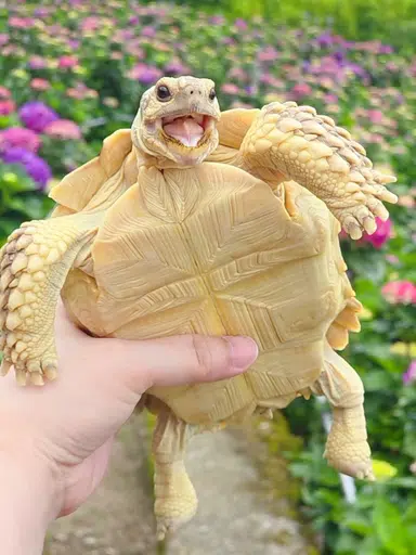 楊澎澎