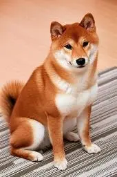 Yoru