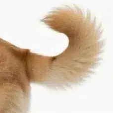 tail