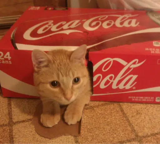 cokecat