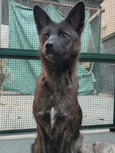 Graxorra