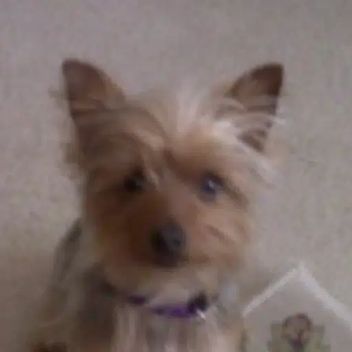 xdog