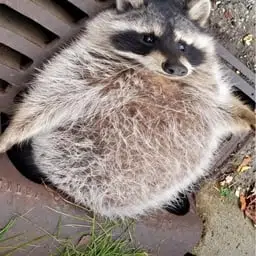 chunky