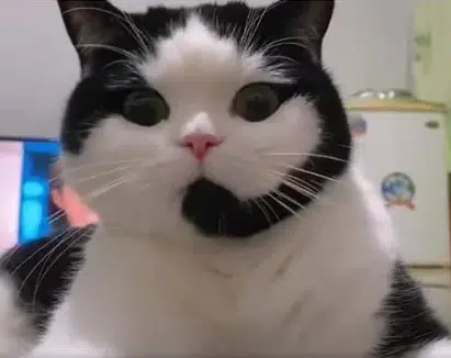 CALLCAT