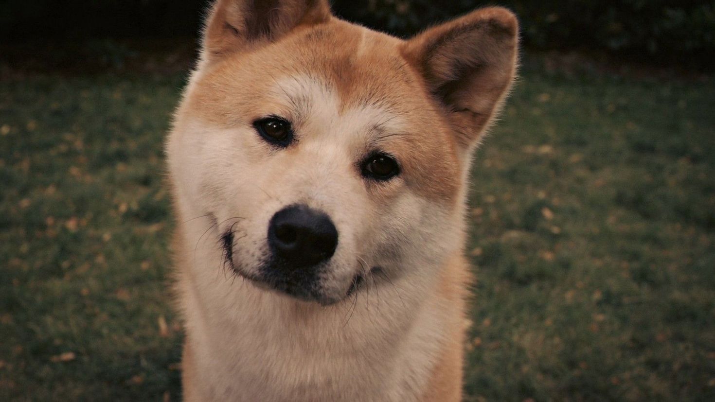 HACHI