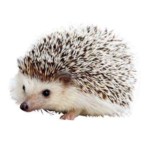 CARL