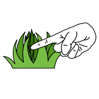 GRASS