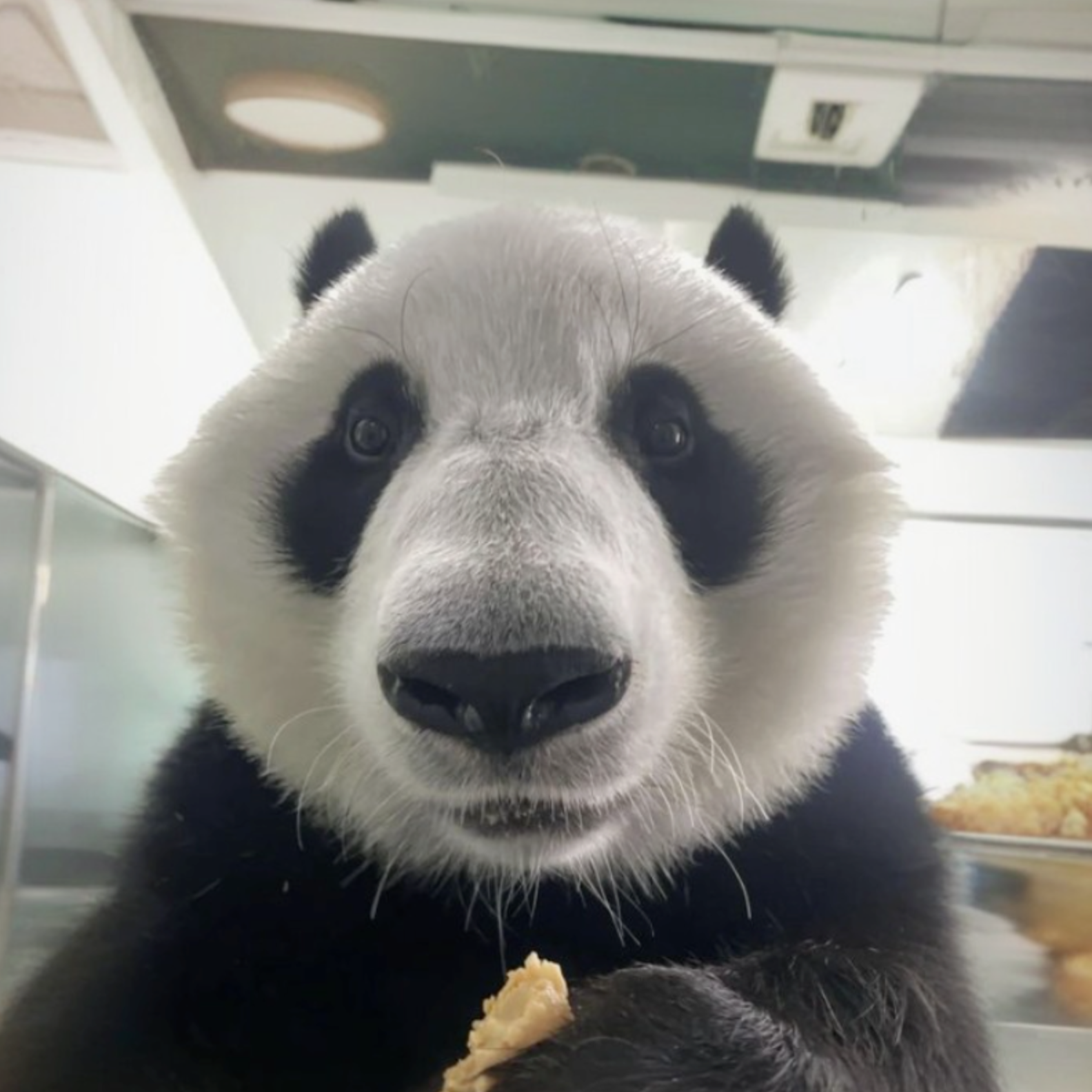 PANDA