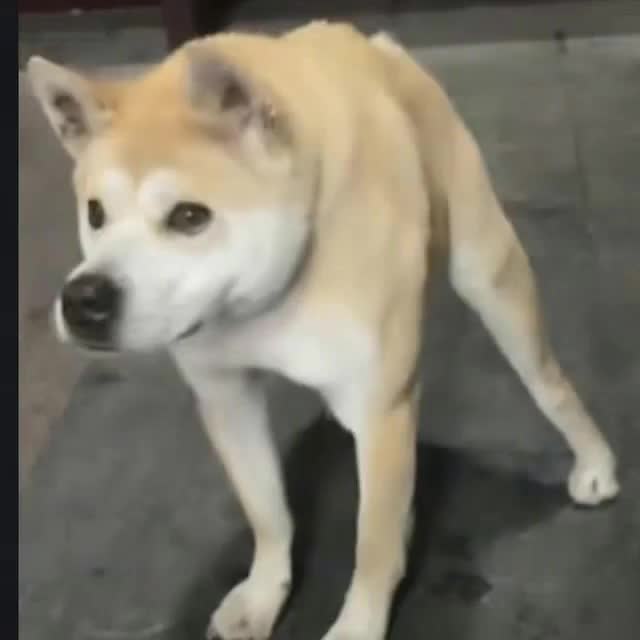 土豆