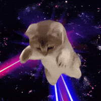 FLYCAT