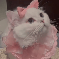 catota