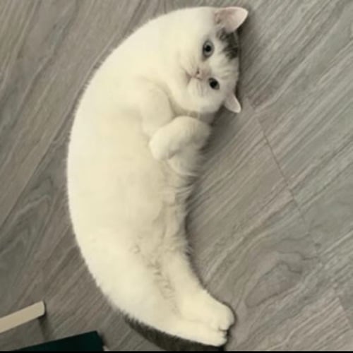 MOONCAT