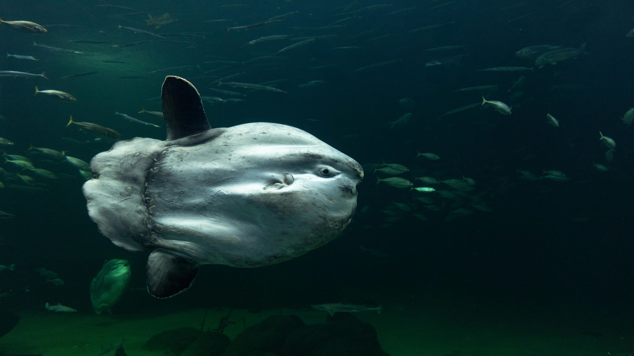 SUNFISH